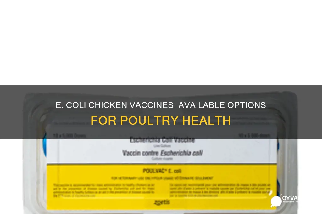 what vaccines are available for e coli in chickens