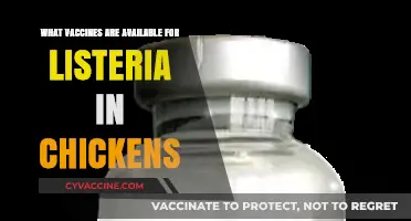 Listeria Vaccines for Chickens: Available Options and Protection Strategies