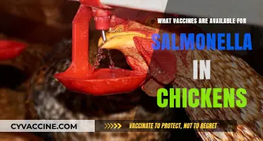 Effective Salmonella Vaccines for Chickens: Protecting Poultry Health and Safety