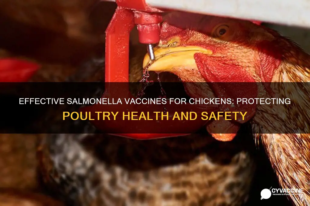 what vaccines are available for salmonella in chickens
