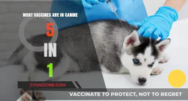 Essential Canine 5-in-1 Vaccines: Protecting Your Dog's Health