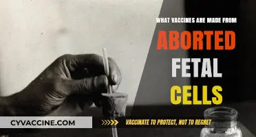 Vaccines and Fetal Cells: Unraveling the Science Behind the Controversy