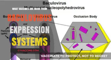 Baculovirus Expression Systems: Key Components in Modern Vaccine Development