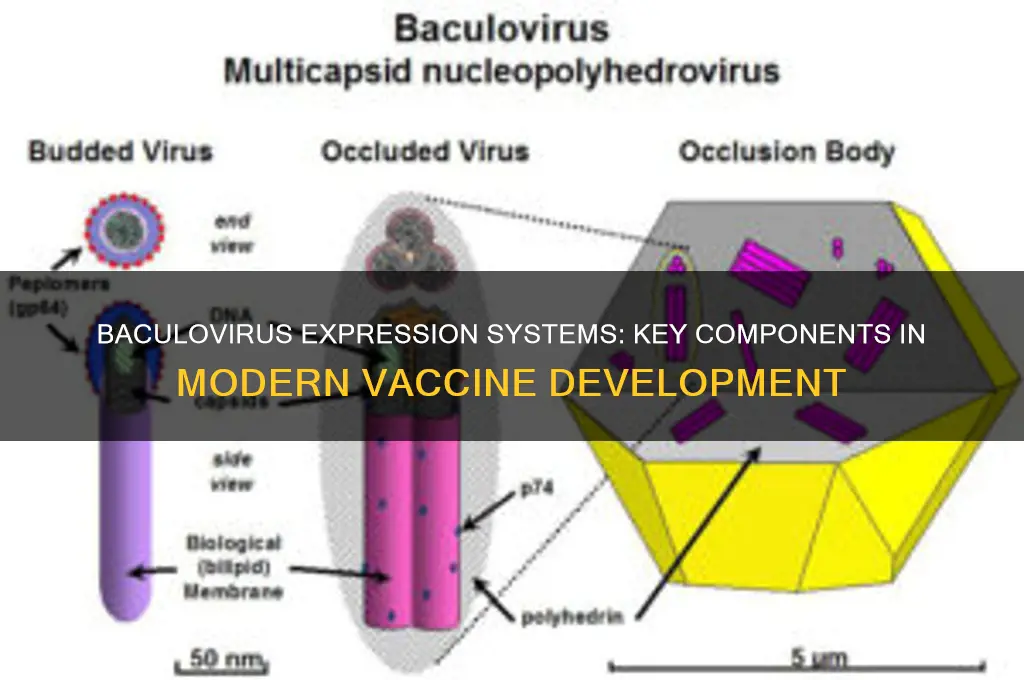 what vaccines are made from baculovirus expression systems