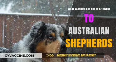 Vaccine Cautions: What to Avoid for Australian Shepherds' Health