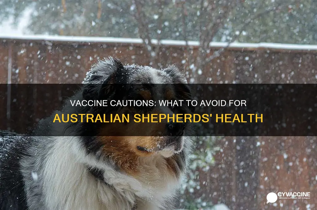 what vaccines are not to be givent to australian shepherds