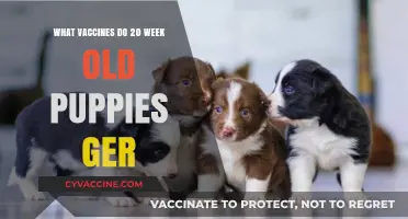 Essential Puppy Vaccines: What Your 20-Week-Old Pup Needs Now