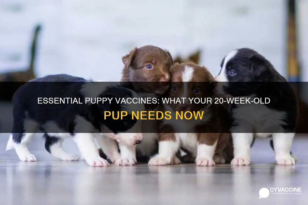 what vaccines do 20 week old puppies ger