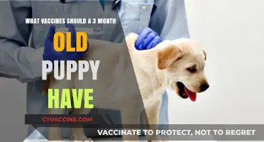 Essential Puppy Vaccines: Protecting Your 3-Month-Old Furry Friend's Health