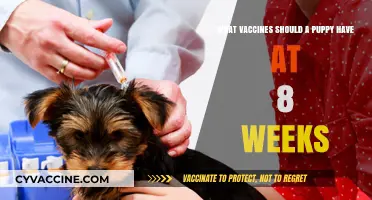 Essential Puppy Vaccines: Protecting Your 8-Week-Old Furry Friend's Health