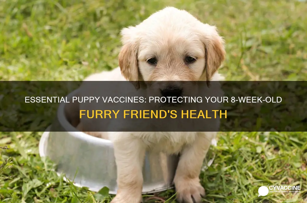 what vaccines should a puppy have at 8 weeks