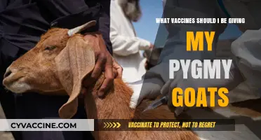 Essential Vaccines for Pygmy Goats: A Comprehensive Health Guide