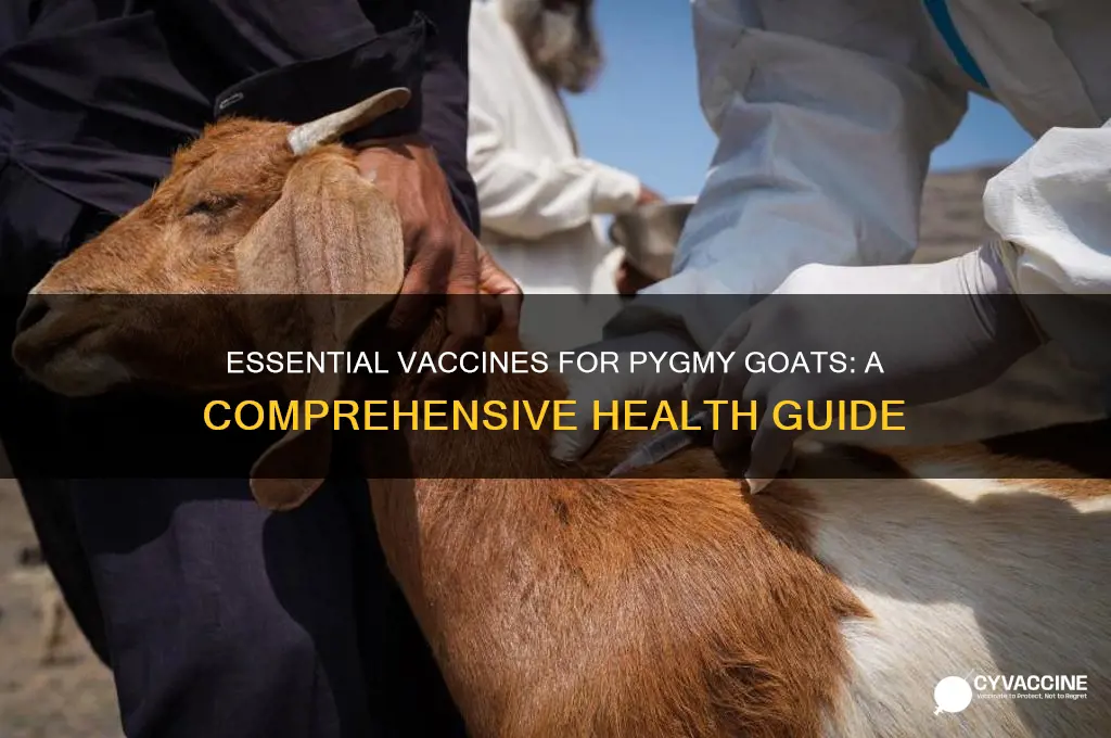 what vaccines should i be giving my pygmy goats