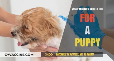 Essential Puppy Vaccines: A Complete Guide for New Pet Owners