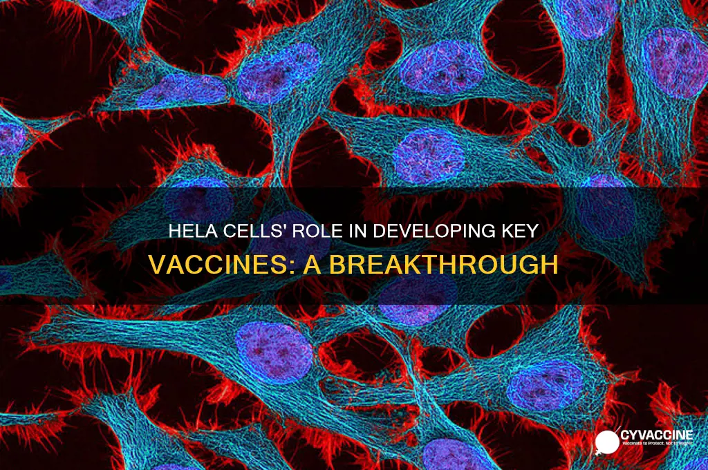 what vaccines were create with hela cells help