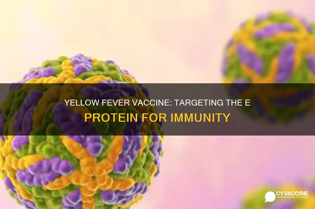 what viral protein does the yellow fever virus vaccine target