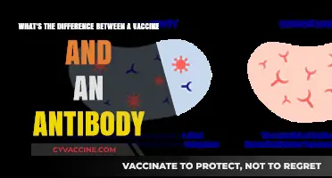 Vaccines vs. Antibodies: Understanding Their Unique Roles in Immunity