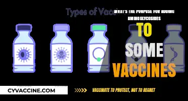 How Aminoglycosides Enhance Vaccine Efficacy