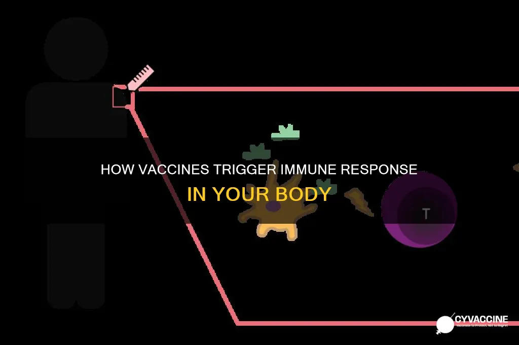 when a person receives a vaccine his or her body