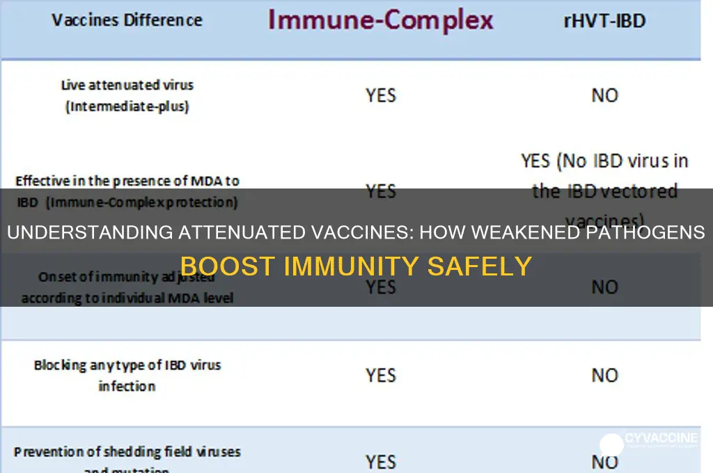 when a vaccine is administered which is attenuated