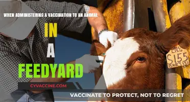 Safe Vaccination Practices for Livestock in Feedyard Environments