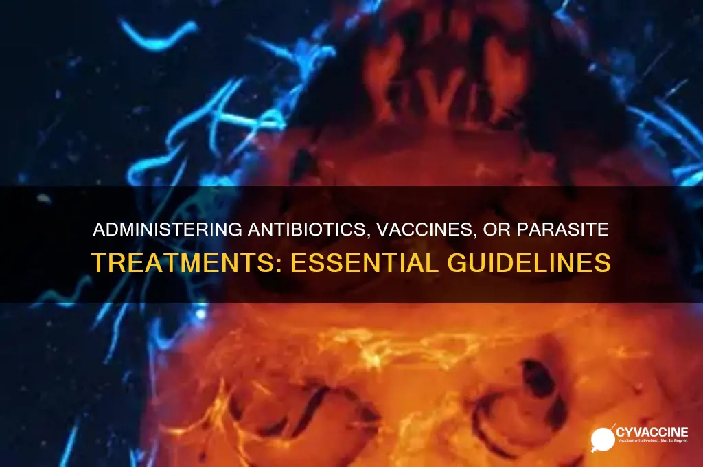 when administering an antibiotic a vaccine or parasite