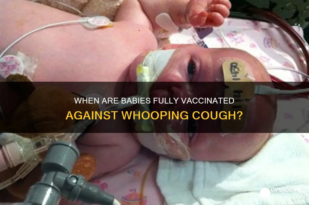 when are babies fully vaccinated against whooping cough