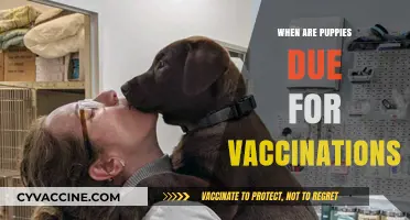 Puppy Vaccination Schedule: When to Start and What to Expect