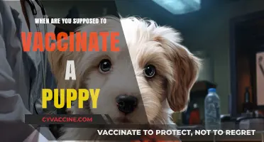 Puppy Vaccination Schedule: When to Start and What to Expect