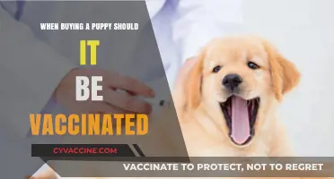 Puppy Vaccinations: Essential Health Checks Before Bringing Your New Pet Home