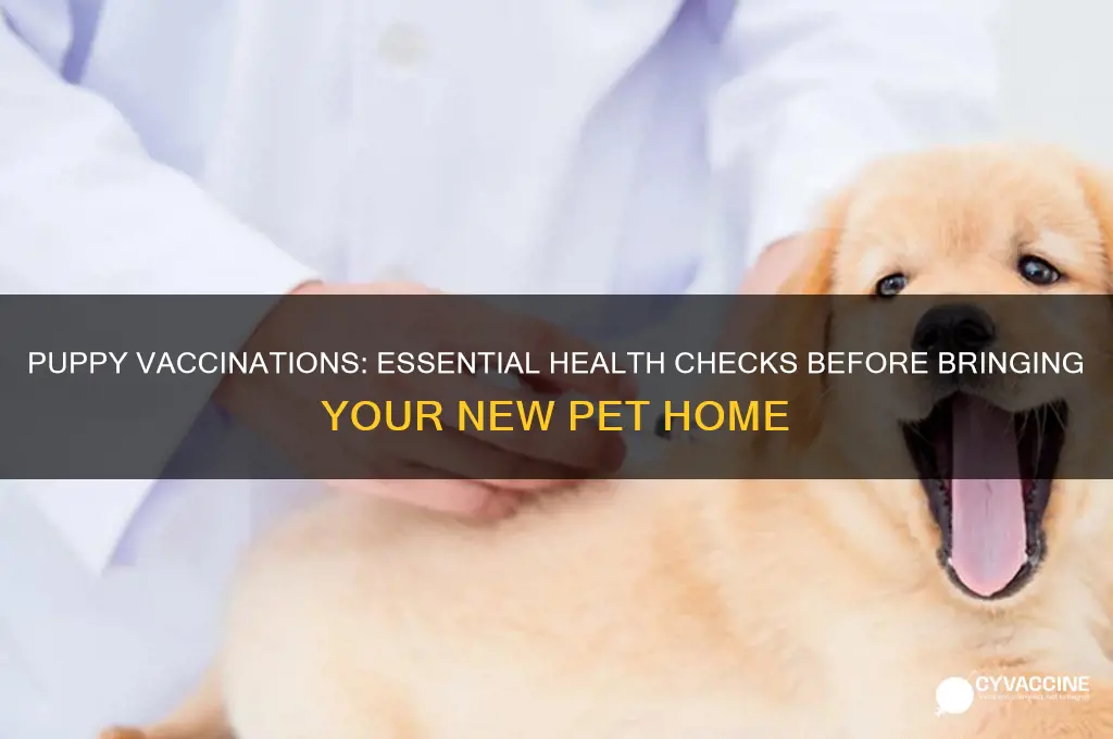 when buying a puppy should it be vaccinated