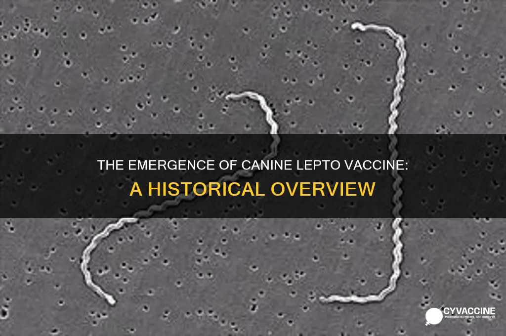 when did the canine lepto vaccine come out