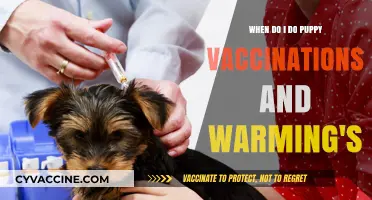 Puppy Vaccination Schedule and Warming Tips for New Pet Owners