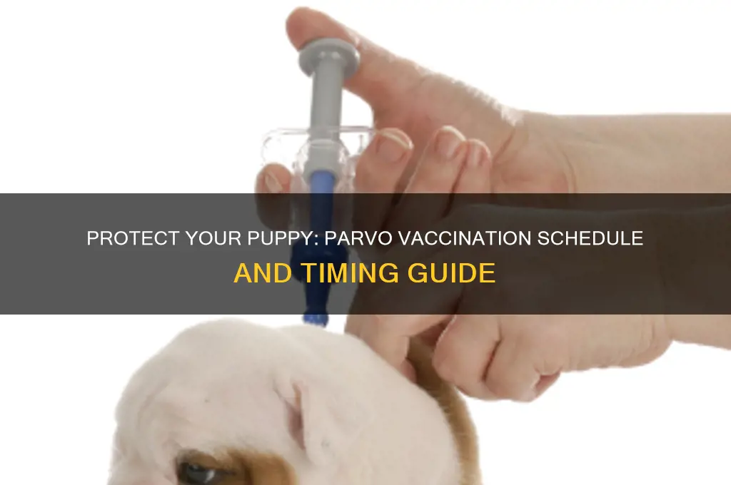 when do i vaccinate my puppy for parvo