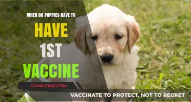 When Should Puppies Get Their First Vaccine: A Guide