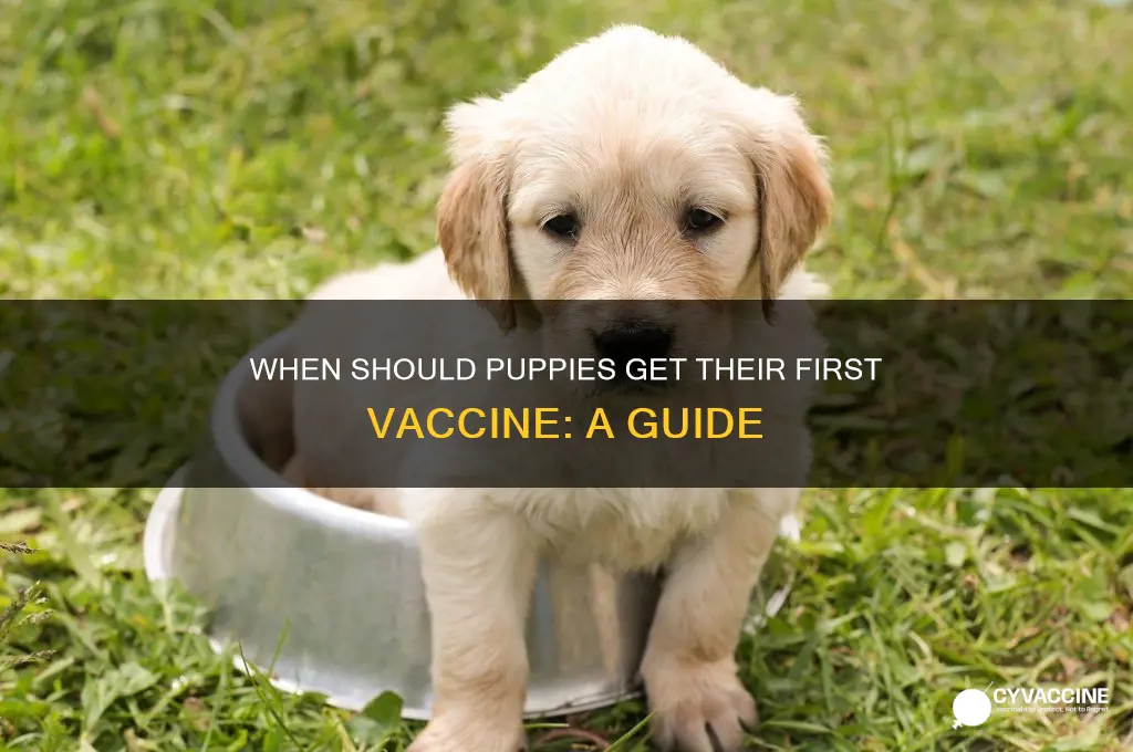 when do puppies have to have 1st vaccine