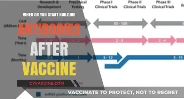 Understanding Antibody Development Timeline Post-Vaccination: What You Need to Know