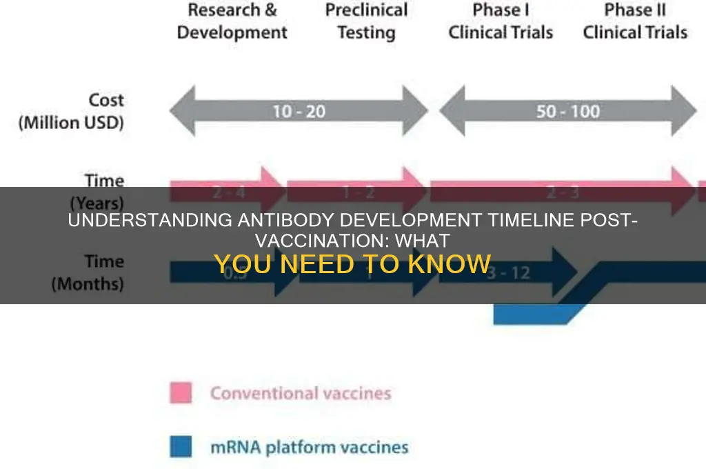 when do you start building antibodies after vaccine