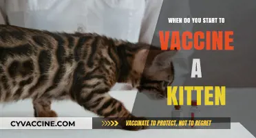 Kitten Vaccination Schedule: When to Start Protecting Your Feline Friend