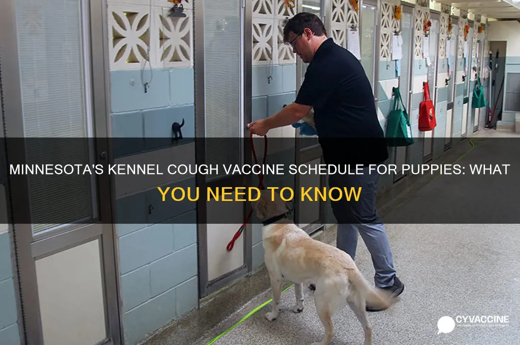 when does minnesota allow kennel cough vaccine in puppies