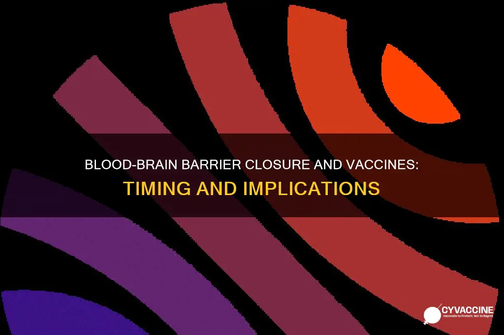 when does the blood brain barrier close vaccines