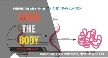 How Long Does the mRNA Vaccine Remain in Your Body?