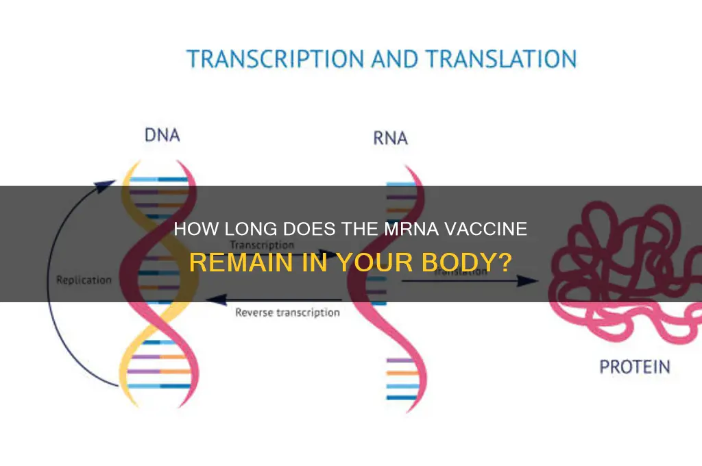 when does the mrna vaccine leave the body