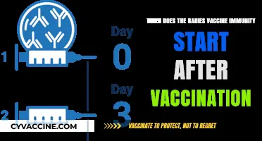 Rabies Vaccine: When Does Immunity Begin After Vaccination?
