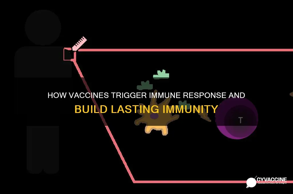 when immunity develop in response to a vaccine