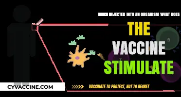 How Vaccines Stimulate Immune Response When Injected into Organisms