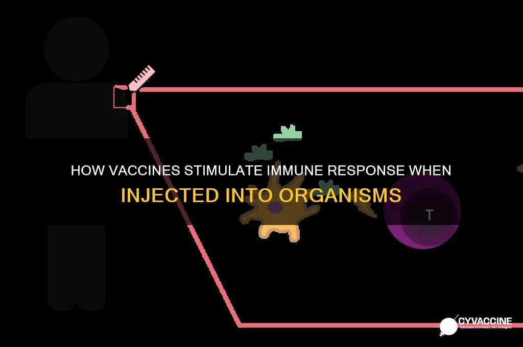 when injected into an organism what does the vaccine stimulate
