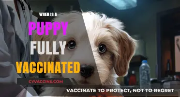 When Is a Puppy Fully Vaccinated? A Complete Guide