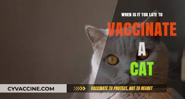 Is It Ever Too Late to Vaccinate Your Adult Cat?