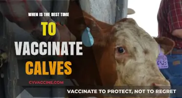 Optimal Calf Vaccination Timing: Strategies for Herd Health and Immunity